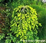 Еловое царство